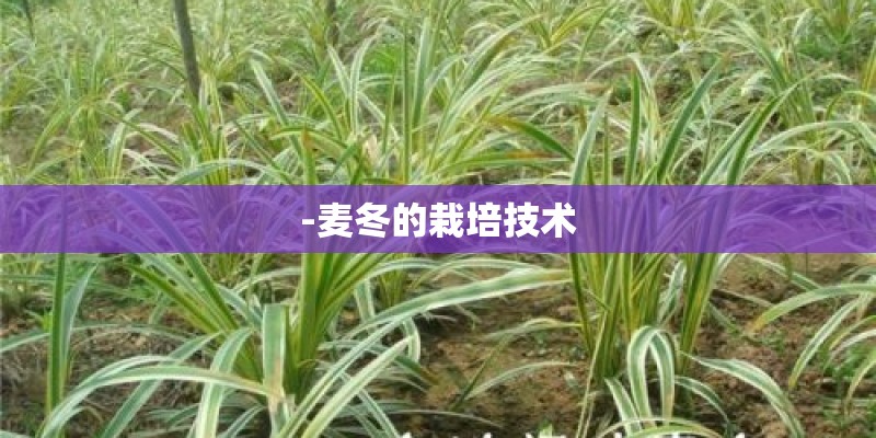 -麦冬的栽培技术