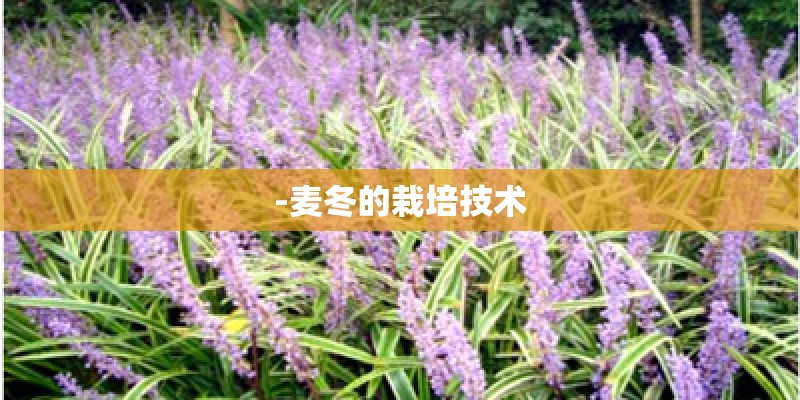 -麦冬的栽培技术