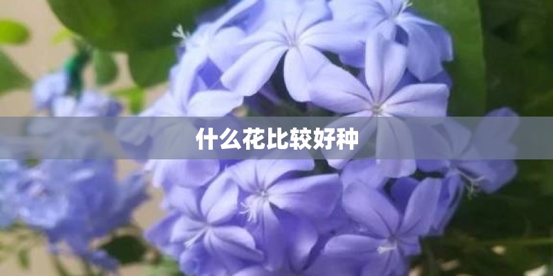 什么花比较好种