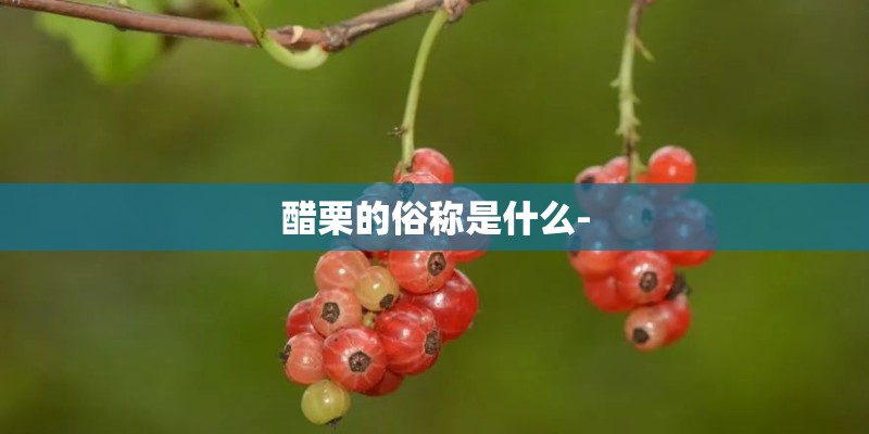 梦见家里长植物的预兆