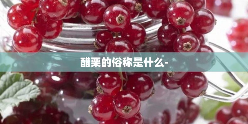 醋栗的俗称是什么-