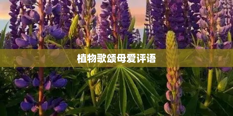 植物歌颂母爱评语