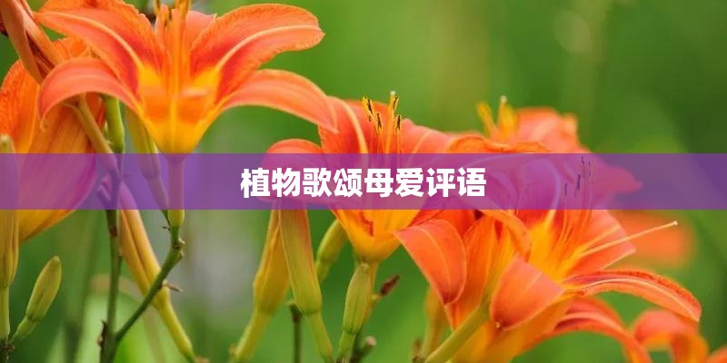 植物歌颂母爱评语