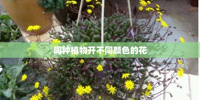 同种植物开不同颜色的花