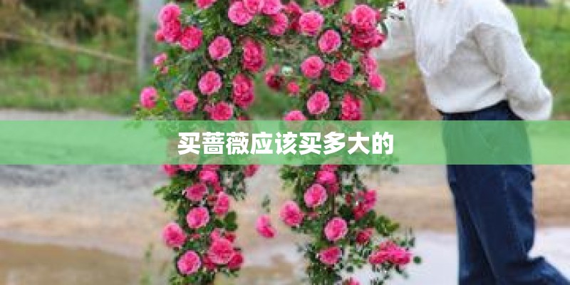 买蔷薇应该买多大的