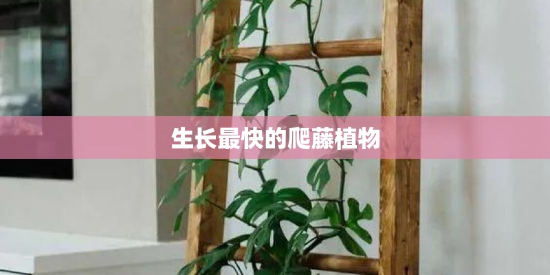 生长最快的爬藤植物
