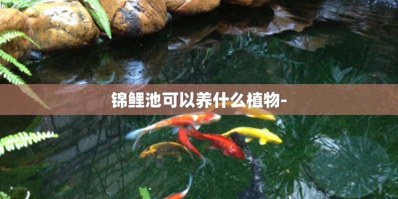 锦鲤池可以养什么植物-