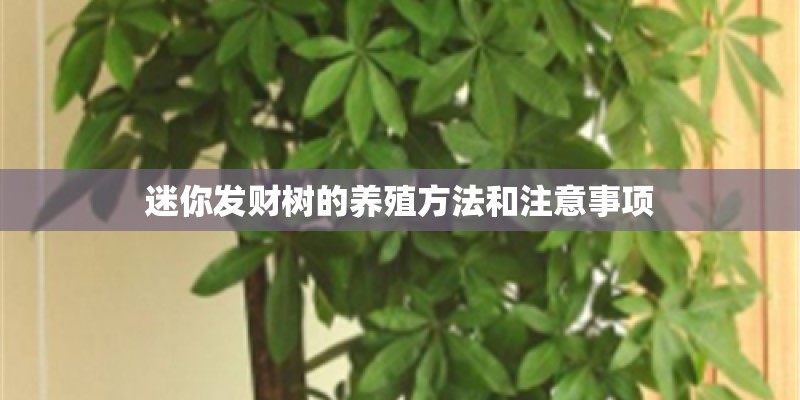 迷你发财树的养殖方法和注意事项