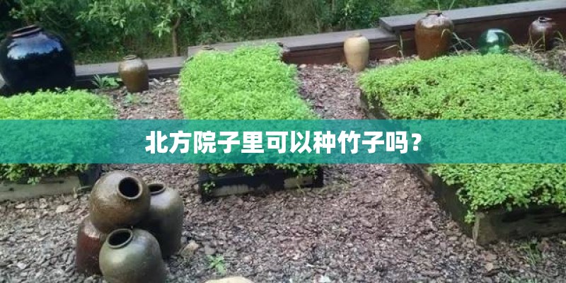 北方院子里可以种竹子吗？