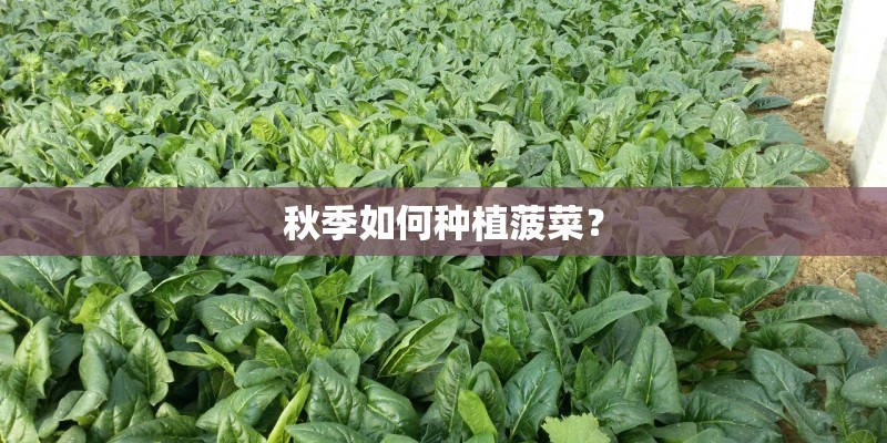 秋季如何种植菠菜？