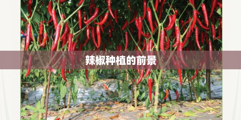 辣椒种植的前景