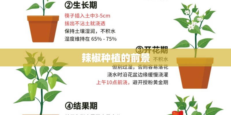 辣椒种植的前景