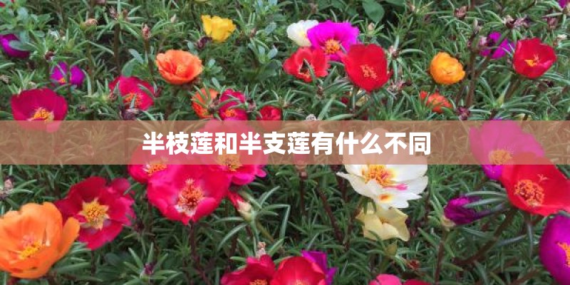 半枝莲和半支莲有什么不同