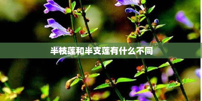 半枝莲和半支莲有什么不同