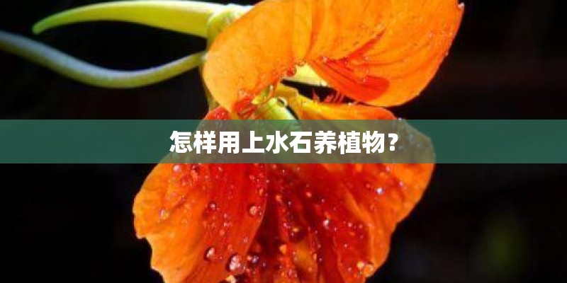 怎样用上水石养植物？