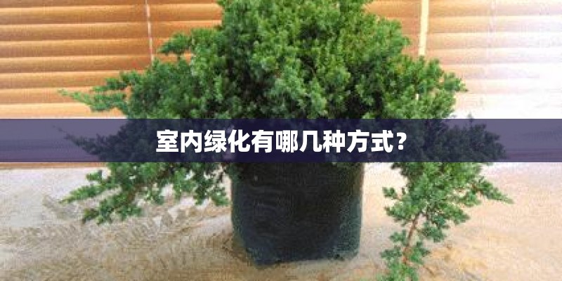 室内绿化有哪几种方式？
