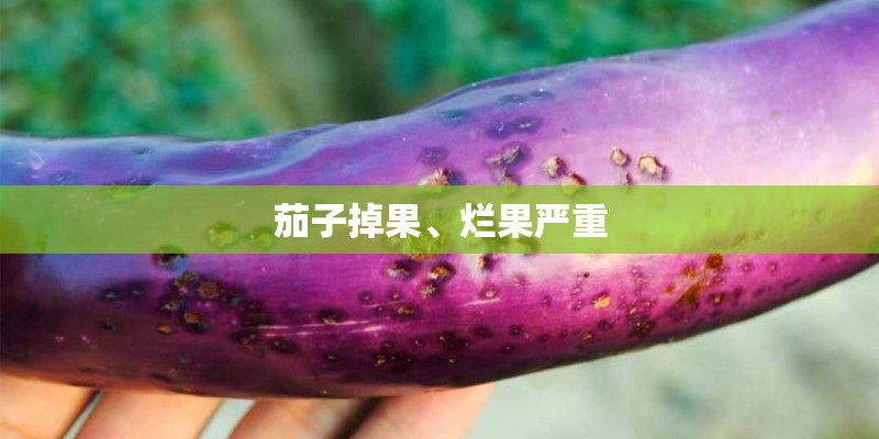 茄子掉果、烂果严重