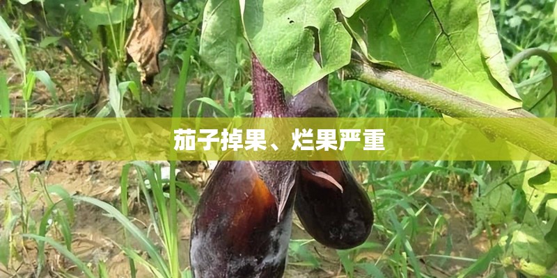 茄子掉果、烂果严重