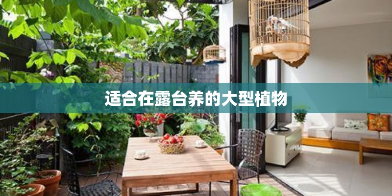 适合在露台养的大型植物