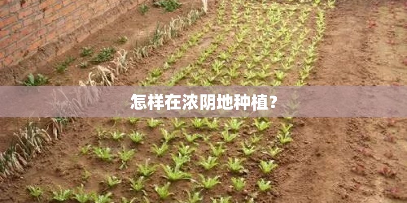 怎样在浓阴地种植？