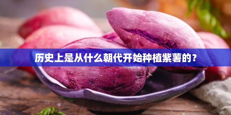 历史上是从什么朝代开始种植紫薯的？