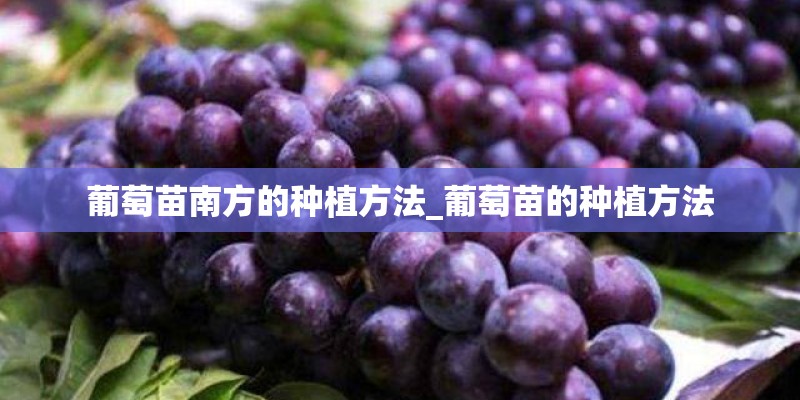 葡萄苗南方的种植方法_葡萄苗的种植方法