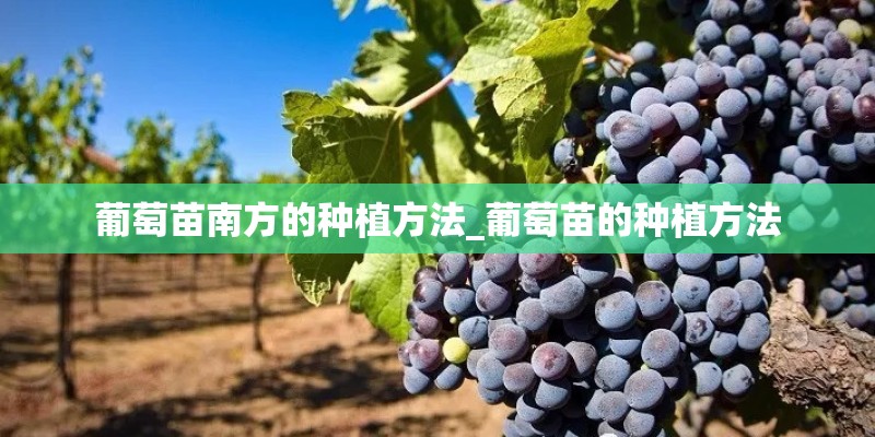 葡萄苗南方的种植方法_葡萄苗的种植方法