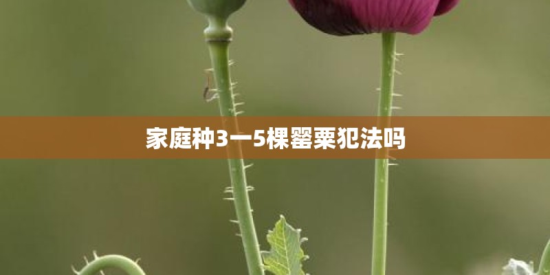 家庭种3一5棵罂粟犯法吗