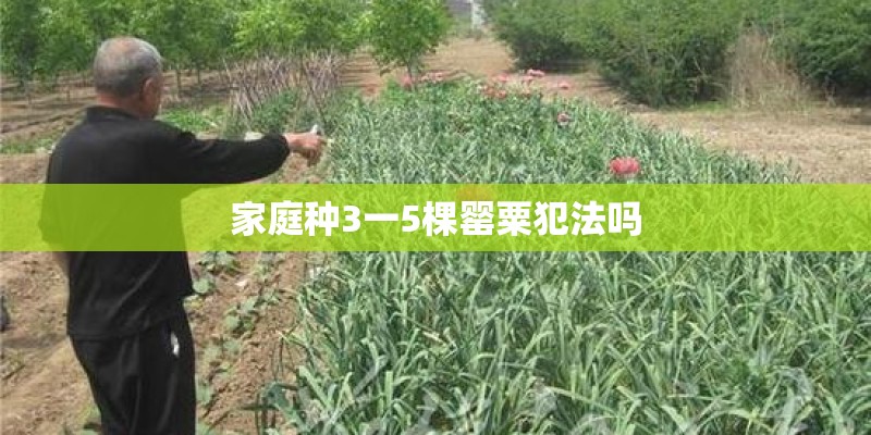 家庭种3一5棵罂粟犯法吗