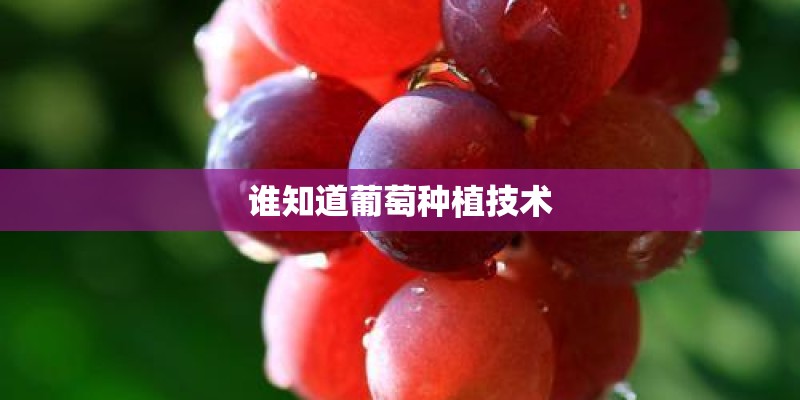 谁知道葡萄种植技术