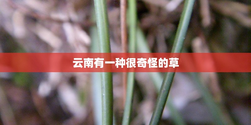 云南有一种很奇怪的草