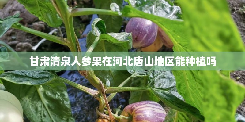 甘肃清泉人参果在河北唐山地区能种植吗