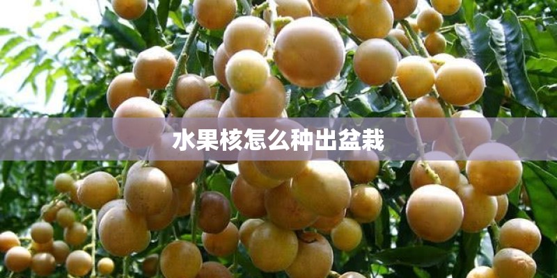 水果核怎么种出盆栽