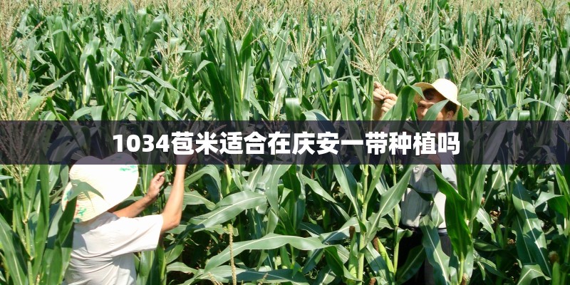 1034苞米适合在庆安一带种植吗