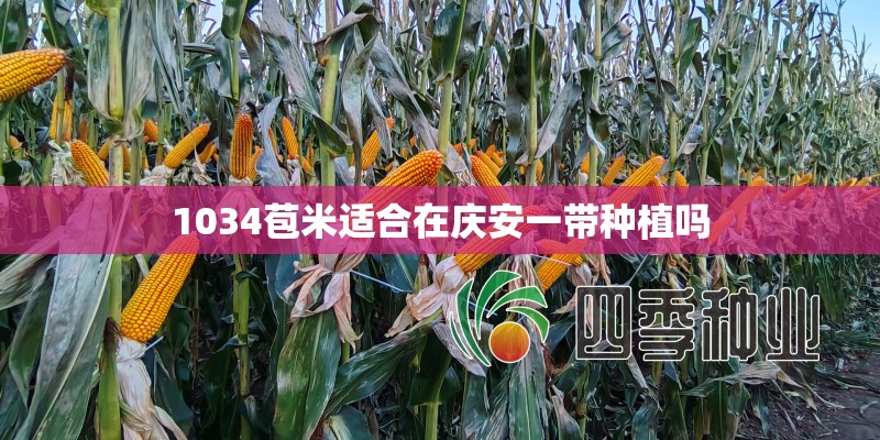 1034苞米适合在庆安一带种植吗