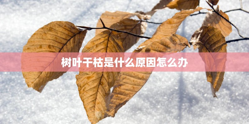 树叶干枯是什么原因怎么办