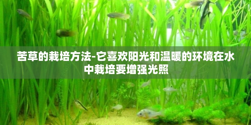 苦草的栽培方法-它喜欢阳光和温暖的环境在水中栽培要增强光照