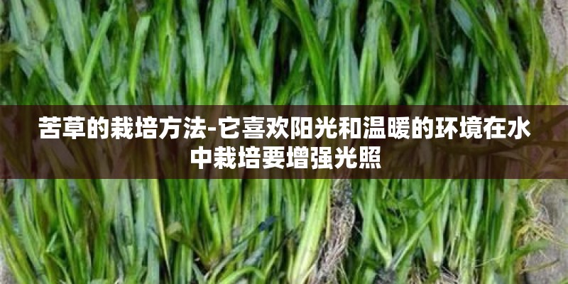 苦草的栽培方法-它喜欢阳光和温暖的环境在水中栽培要增强光照