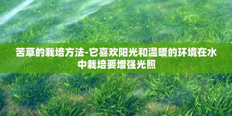 苦草的栽培方法-它喜欢阳光和温暖的环境在水中栽培要增强光照
