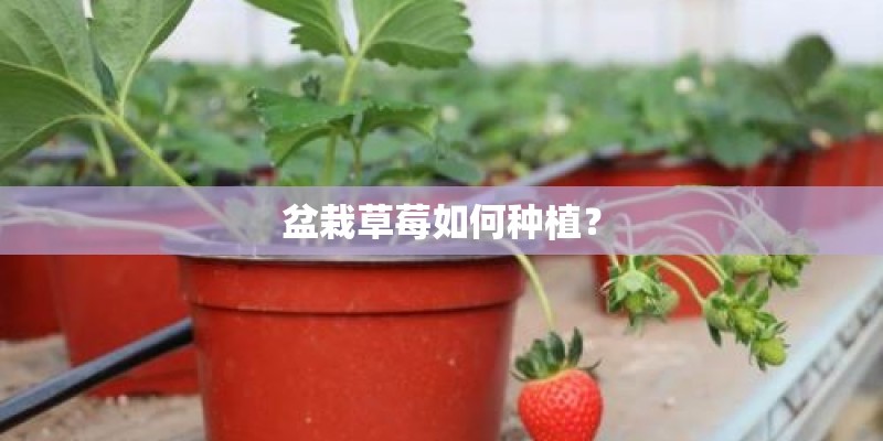 盆栽草莓如何种植？