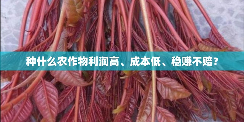 种什么农作物利润高、成本低、稳赚不赔？