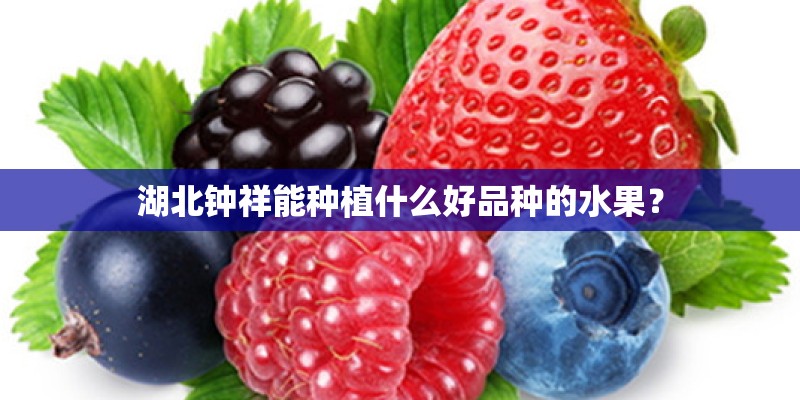 湖北钟祥能种植什么好品种的水果？