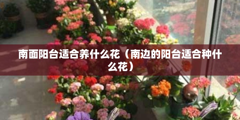 南面阳台适合养什么花（南边的阳台适合种什么花）