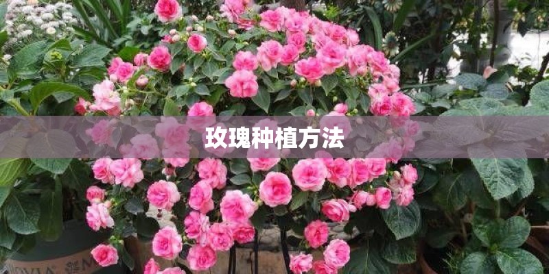 玫瑰种植方法