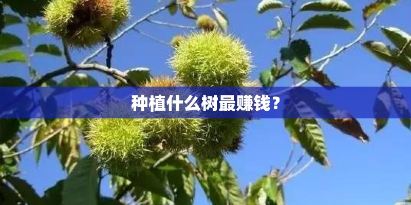 种植什么树最赚钱？