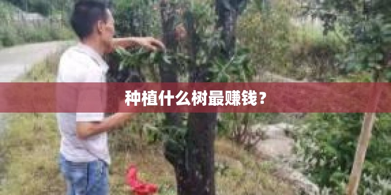 种植什么树最赚钱？