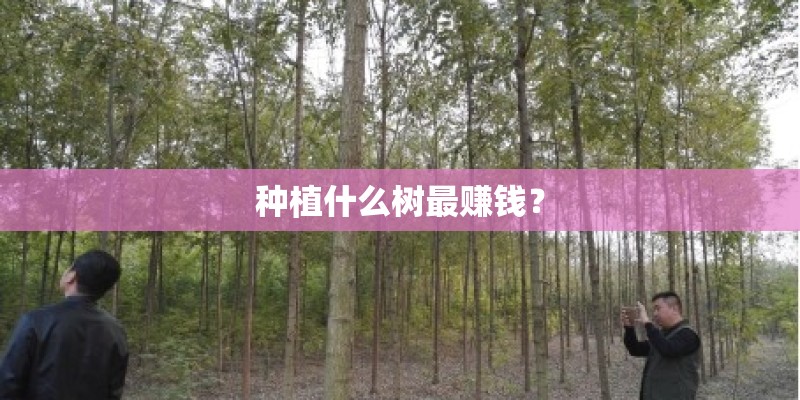种植什么树最赚钱？