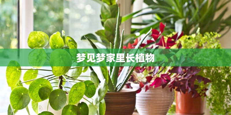 梦见梦家里长植物