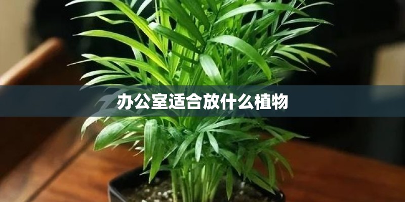 办公室适合放什么植物