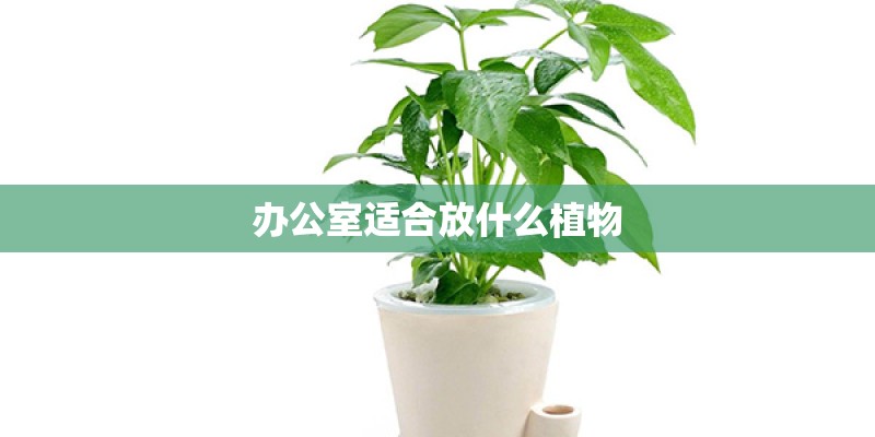 办公室适合放什么植物